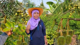 เปลี่ยนจากที่นาเดิมมาปลูกผลไม้สร้างรายได้ทั้งปี สร้างเงินให้กับเจ้าของที่ได้ทุกเดือน